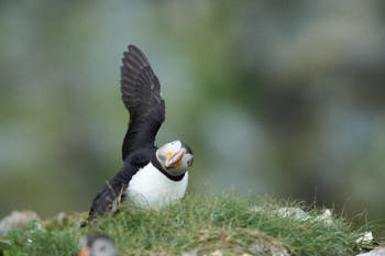 Oiseaux de mer<br>NIKON D4, 700 mm, 1100 ISO,  1/1000 sec,  f : 8 